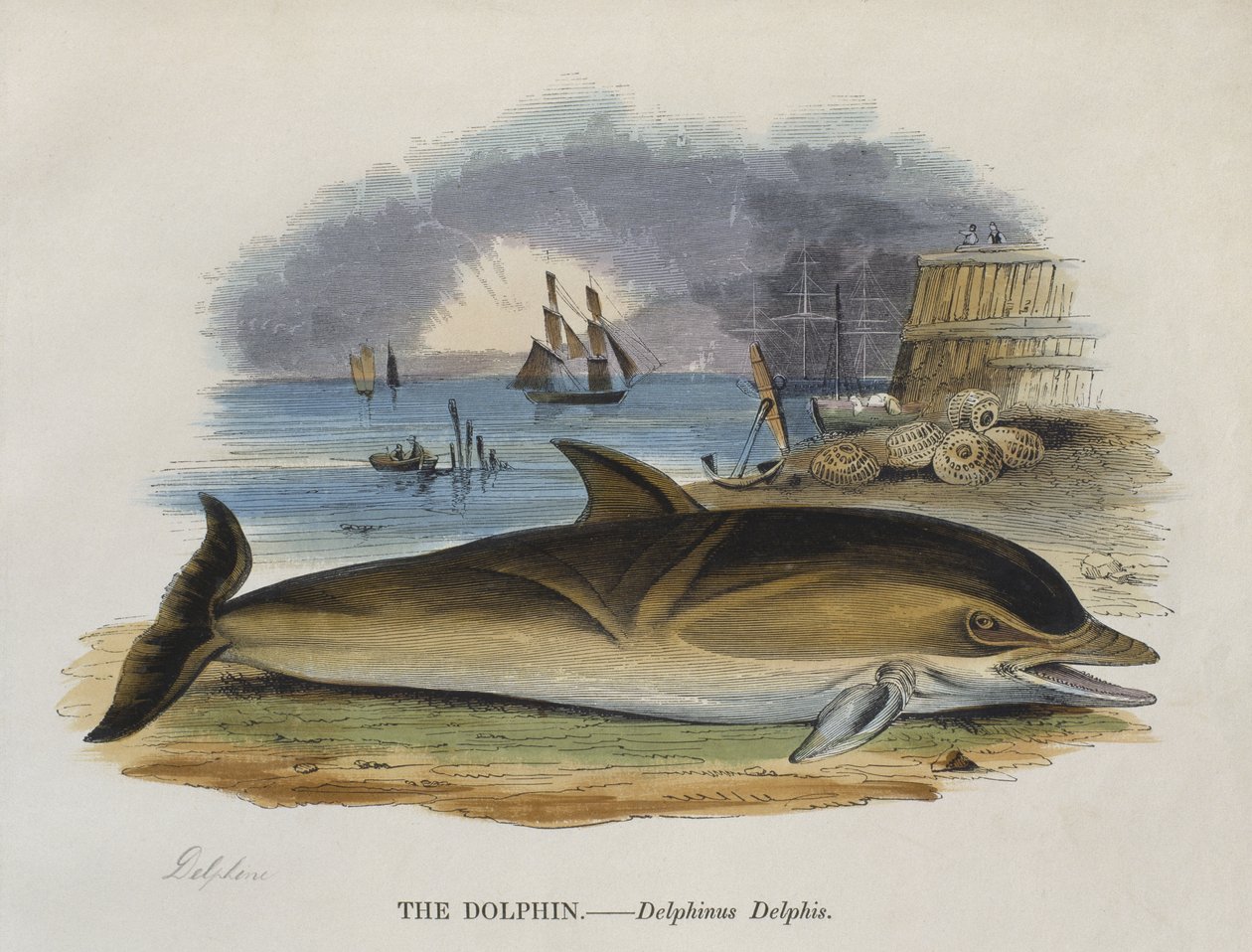 Delfin a parton, 1823 (színes metszet) alkotó: English School