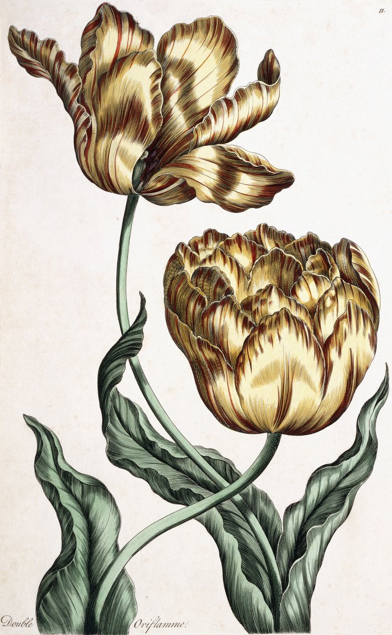 Dupla Oriflamme, 1759 alkotó: English School