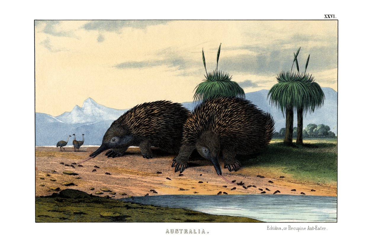 echidna alkotó: English School