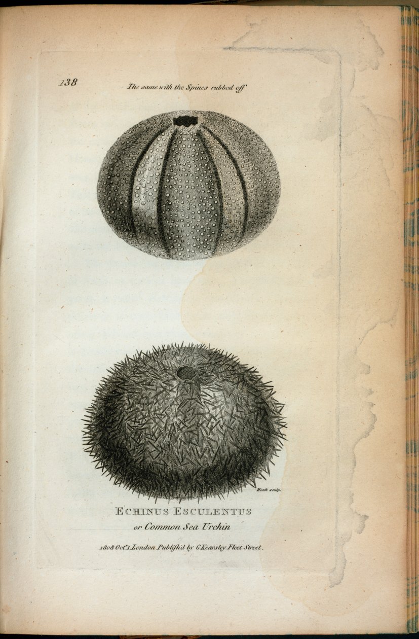 Echinus Esculentus vagy tengeri sün; Ugyanez a dörzsölt tüskéknél, George Shaw „Zoológiai előadásai a királyi intézményben 1806-ban és 1807-ben” alkotó: English School