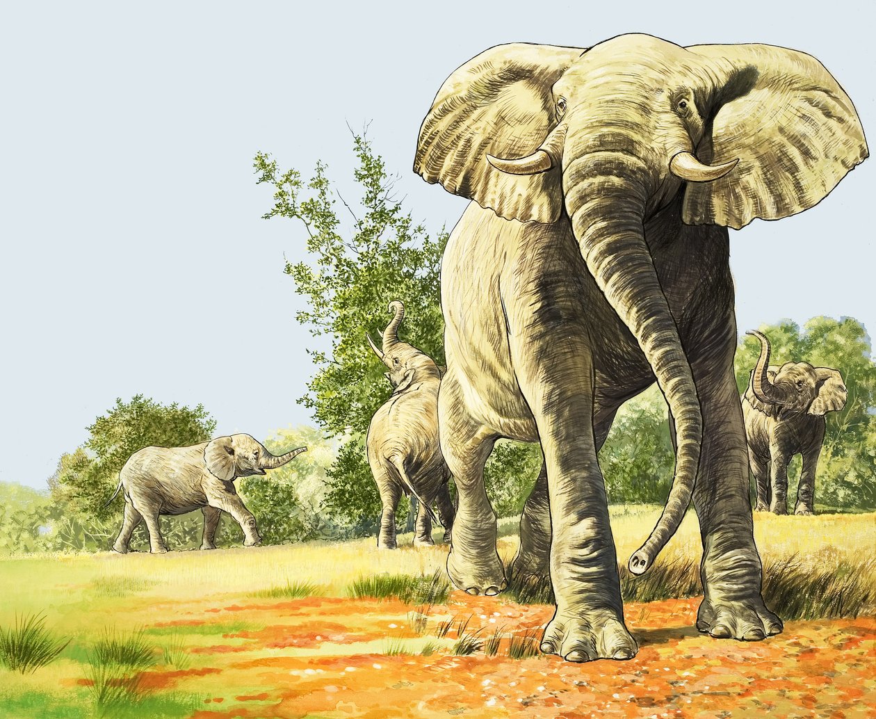 Afrikai elefántok, illusztráció a 