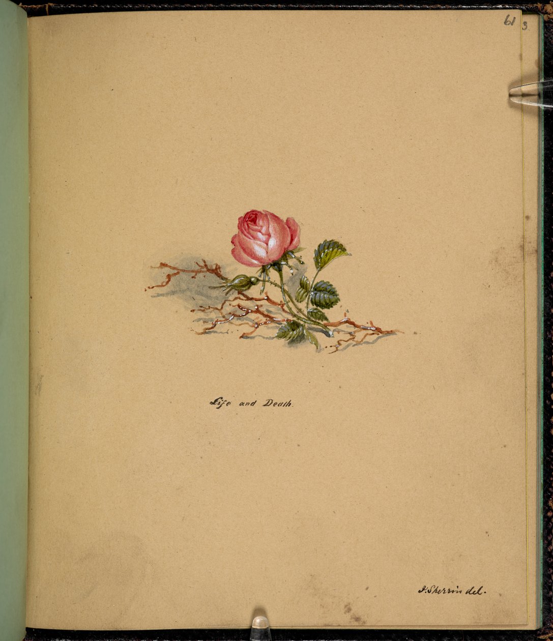 F. 61: Egy rózsa, Élet és halál, „Vázlatfüzetből Charles Dickens-történetek jeleneteivel” (ceruza és akvarell papíron) alkotó: English School