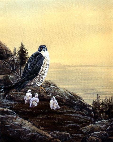 Sólyom csibéivel, 1890 körül (akvarell, papír) alkotó: English School