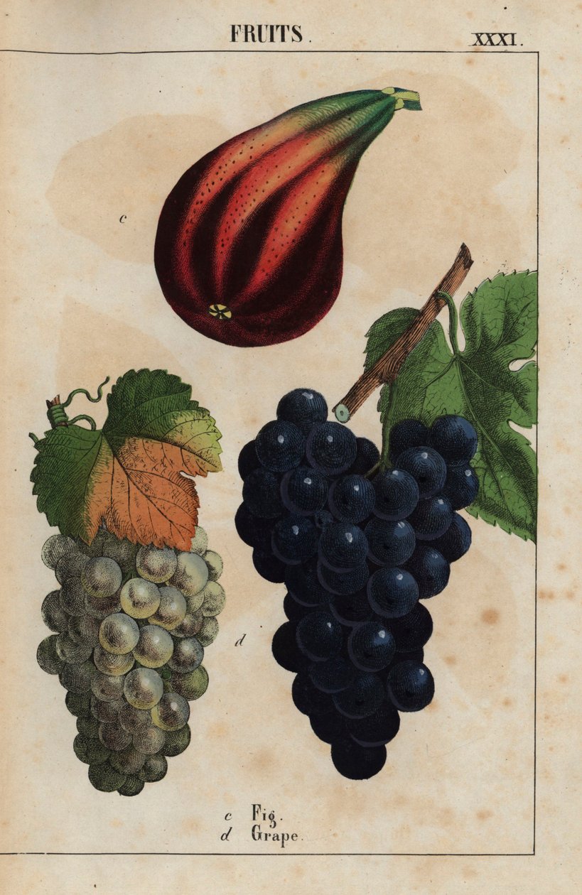 Füge és szőlő  , a "The Instructive Picturebook, or Lessons from the Vegetable World", [Charlotte Mary Yonge], Edinburgh alkotó: English School