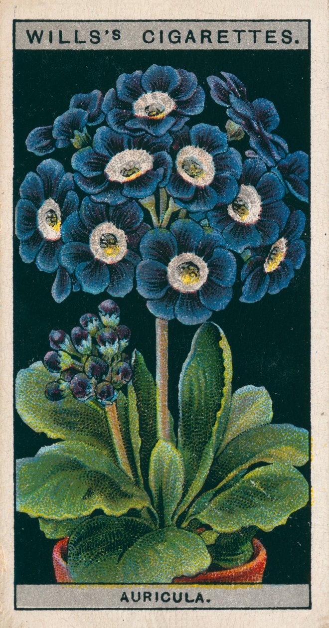 Virágkultúra cserépben: (chromolitho) alkotó: English School