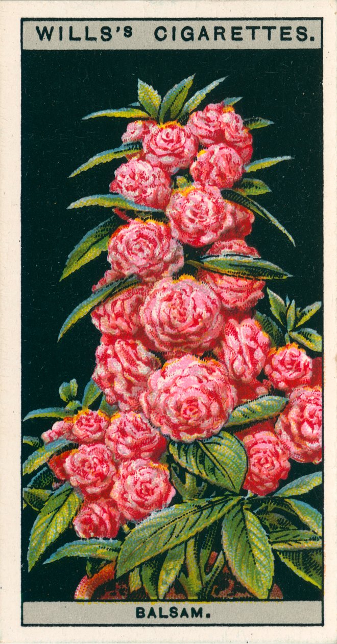 Virágkultúra cserépben: (chromolitho) alkotó: English School