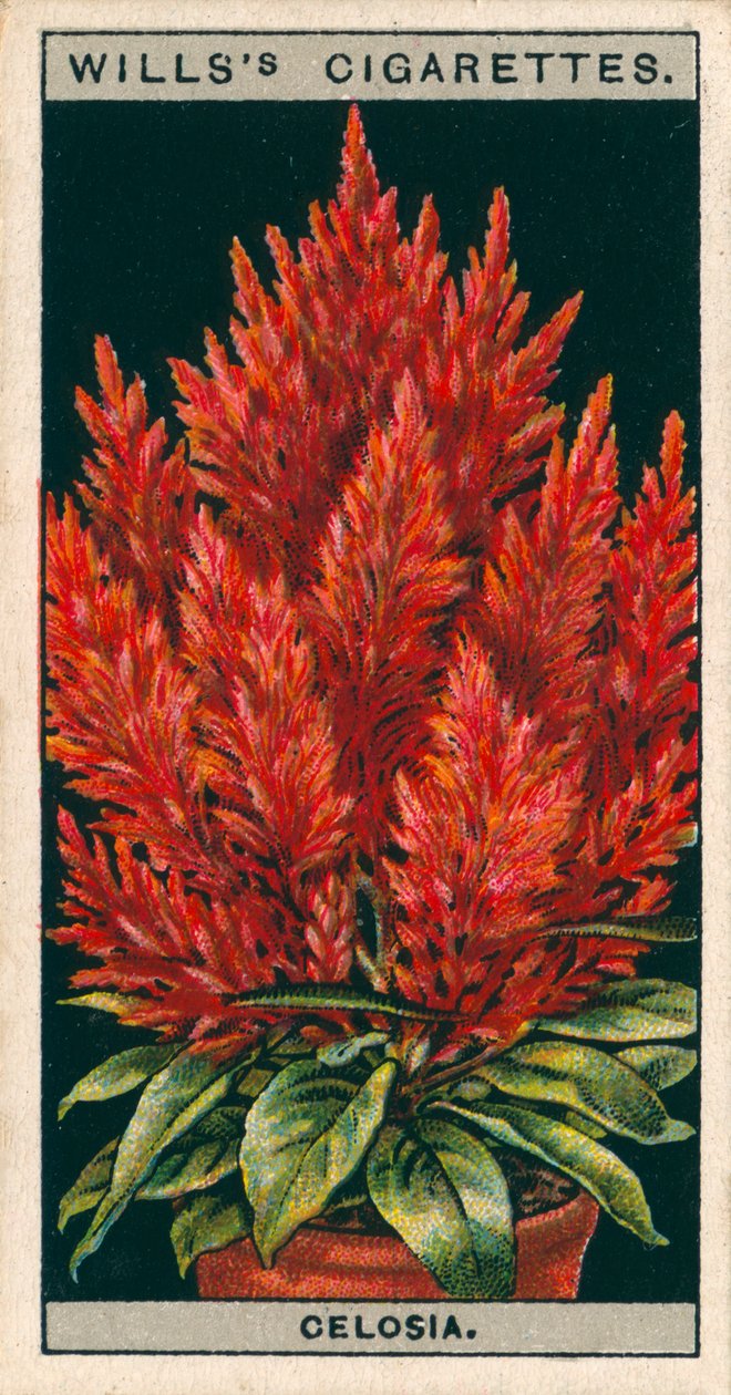 Virágkultúra cserépben: Celosia (chromolitho) alkotó: English School