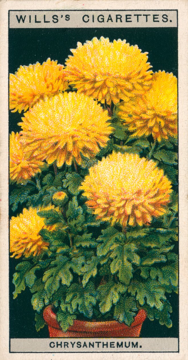 Virágkultúra cserépben: törpe krizantém (chromolitho) alkotó: English School