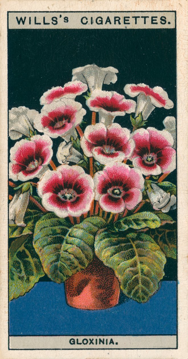 Virágkultúra cserépben: Gloxinia (chromolitho) alkotó: English School
