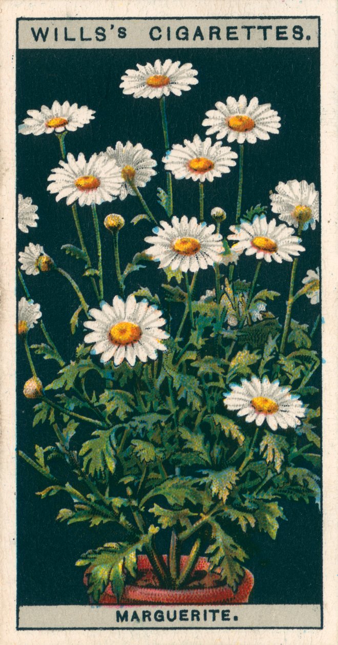 Virágkultúra cserépben: (chromolitho) alkotó: English School