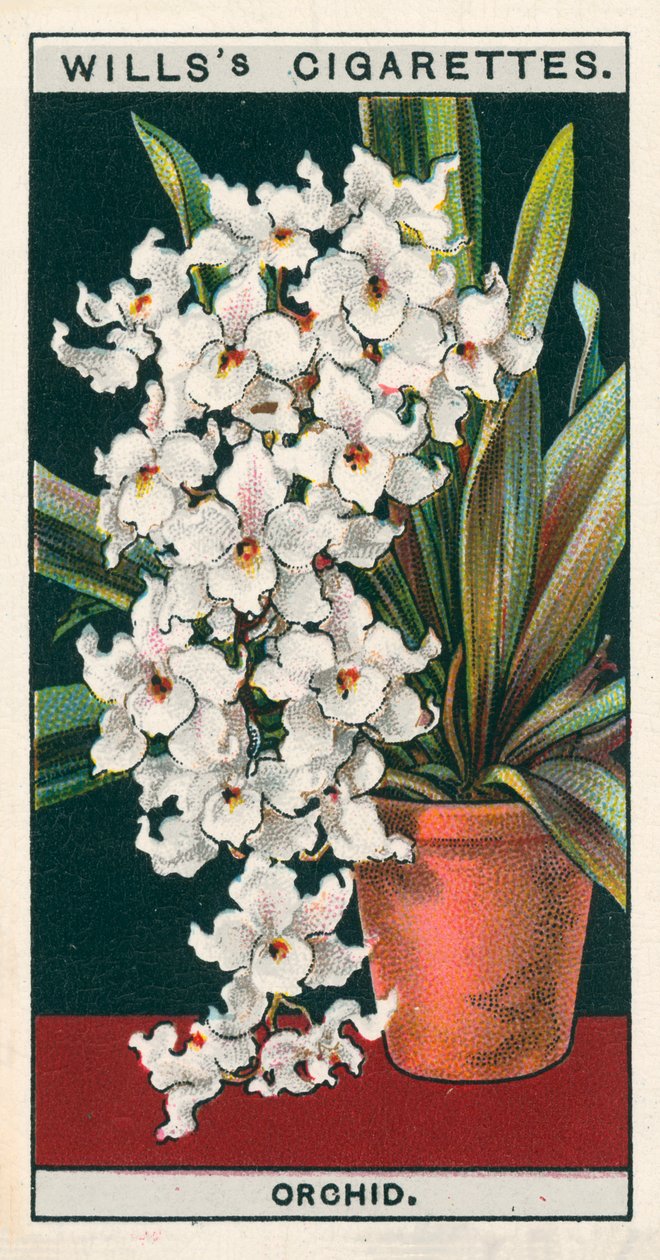 Virágkultúra cserépben: Orchidea (chromolitho) alkotó: English School