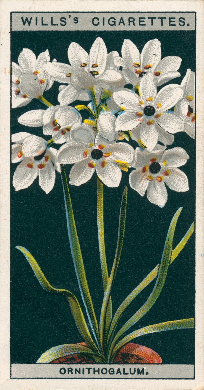Virágkultúra cserépben: Ornithogalum (chromolitho) alkotó: English School