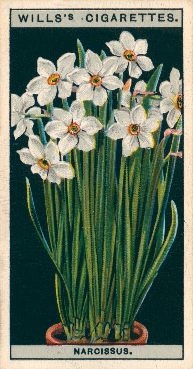 Virágkultúra cserépben: Nárciszok (chromolitho) alkotó: English School