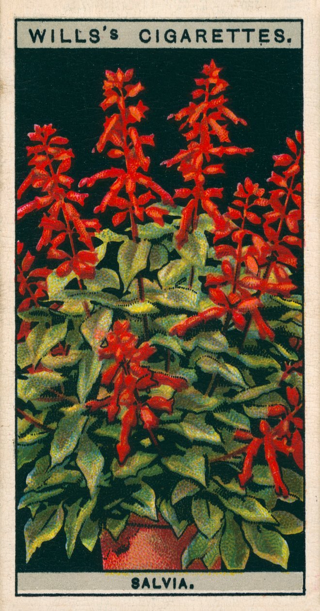 Virágkultúra cserépben: Salvia (chromolitho) alkotó: English School