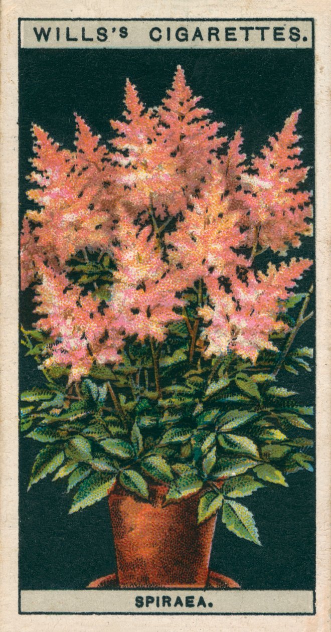 Virágkultúra cserépben: Spiraea (chromolitho) alkotó: English School