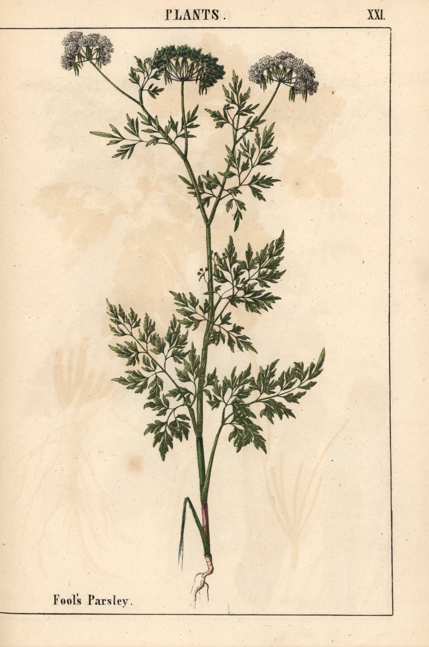 Bolond petrezselyem Aethusa cynapium   , "The Instructive Picturebook, or Lessons from the Vegetable World", [Charlotte Mary Yonge], Edinburgh alkotó: English School