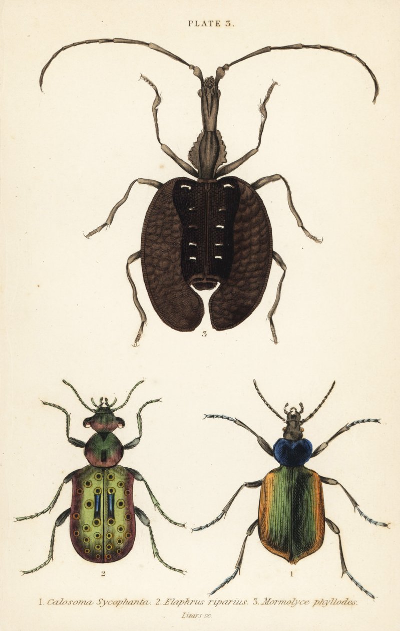 Erdei hernyóvadász, Calosoma sycophanta 1, földi bogár, Elaphrus riparius 2 és hegedűbogár, Mormolyce phyllodes 3 alkotó: English School
