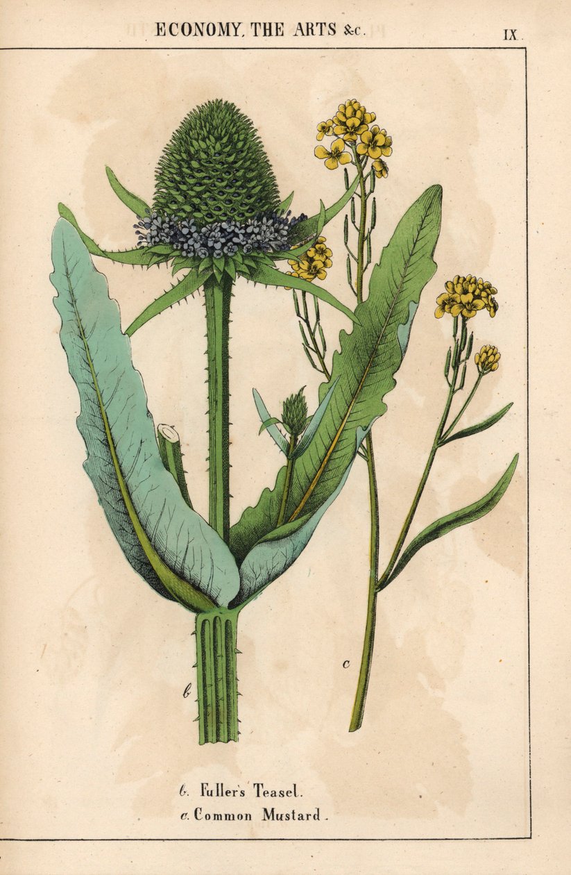 Fuller-féle bogáncs vagy bogáncs és közönséges mustár sárga virágokkal  , a "The Instructive Picturebook, or Lessons from the Vegetable World", [Charlotte Mary Yonge], Edinburgh alkotó: English School