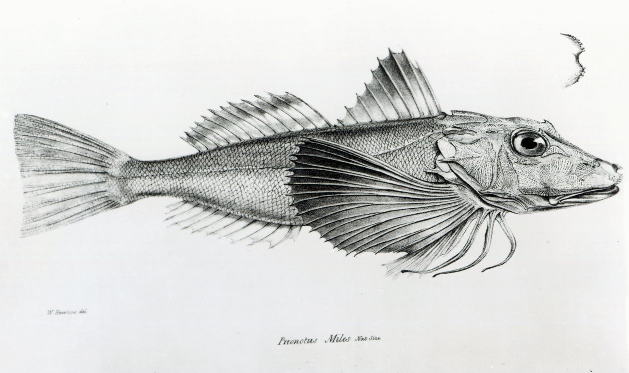 Galapagos Gurnard, 6. tábla a „H.M.S. Beagle útjának zoológiájából, 1832-36”, Charles Darwin alkotó: English School