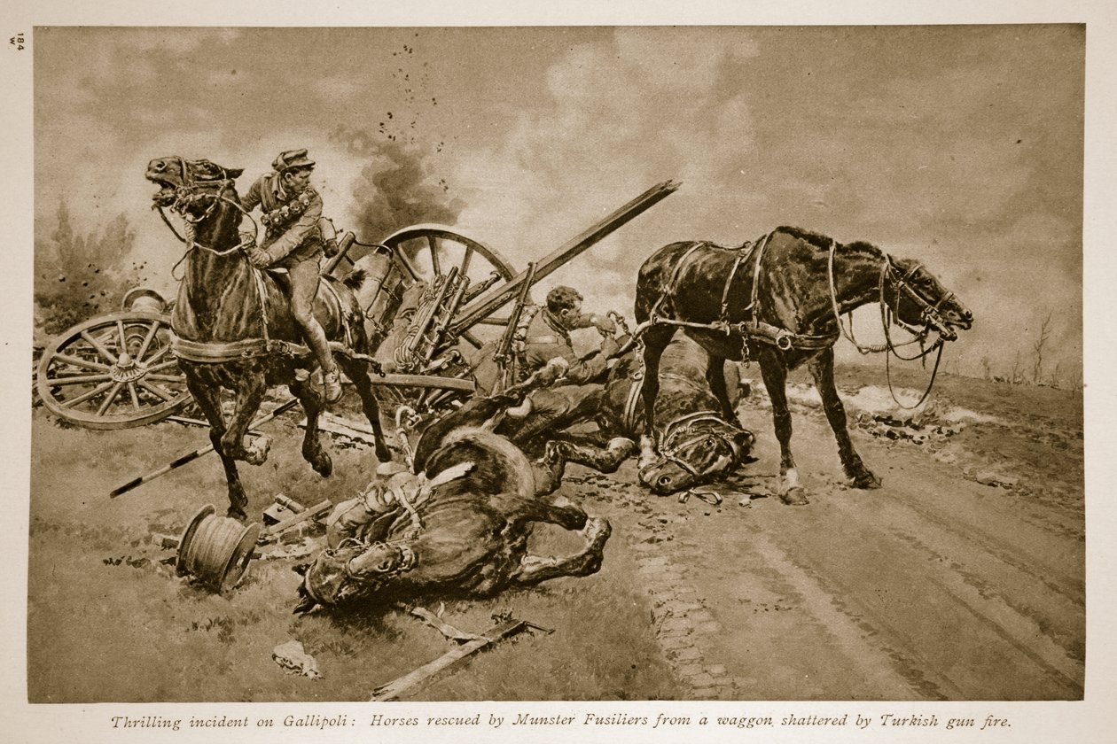 Gallipoli: Munster Fusiliers által kimentett lovak egy török ágyútűz által összetört vagonból, 1914-1919 alkotó: English School