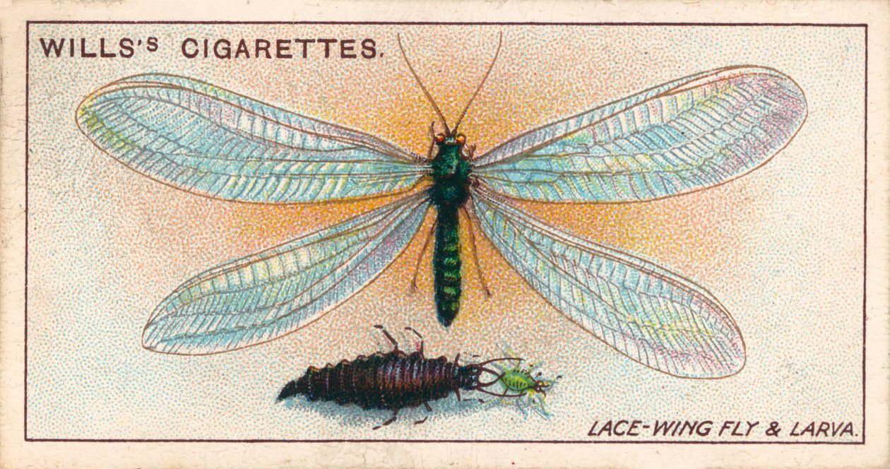 Garden Life: Csipkeszárnyú légy és lárvája (chromolitho) alkotó: English School