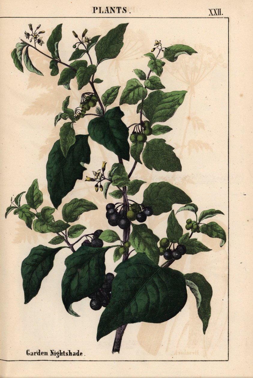 Kerti vagy fekete nadálytő fekete bogyós Solanum nigrum   , a "The Instructive Picturebook, or Lessons from the Vegetable World", [Charlotte Mary Yonge], Edinburgh alkotó: English School