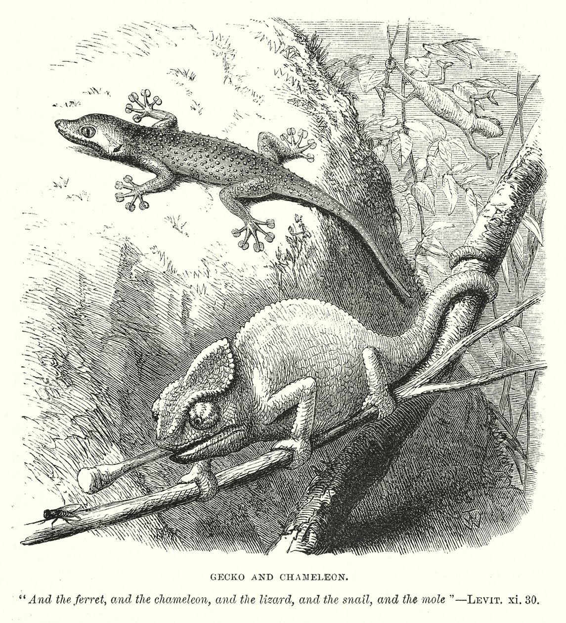 Geckó és kaméleon (metszet) alkotó: English School