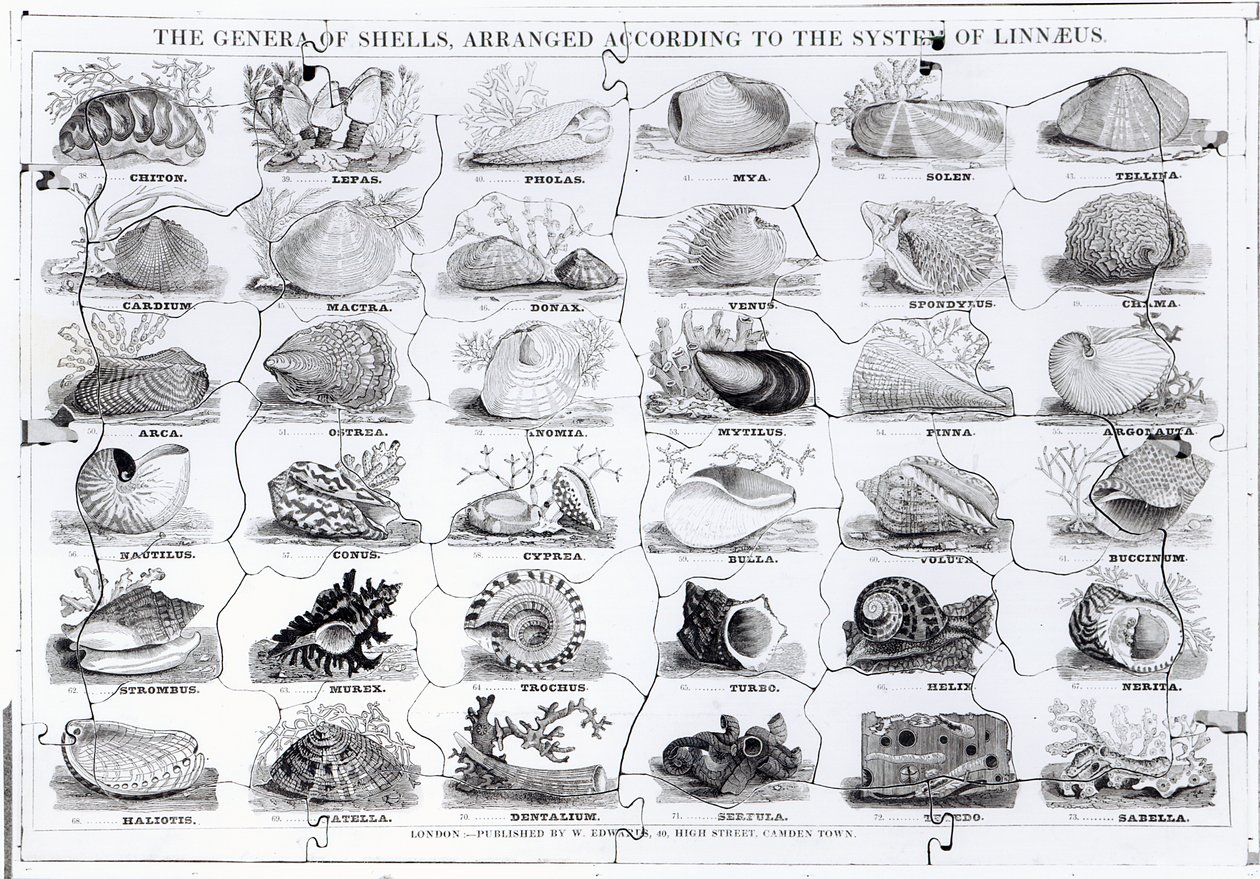 Genera of Shells kirakós, kocsma. írta W. Edwards alkotó: English School