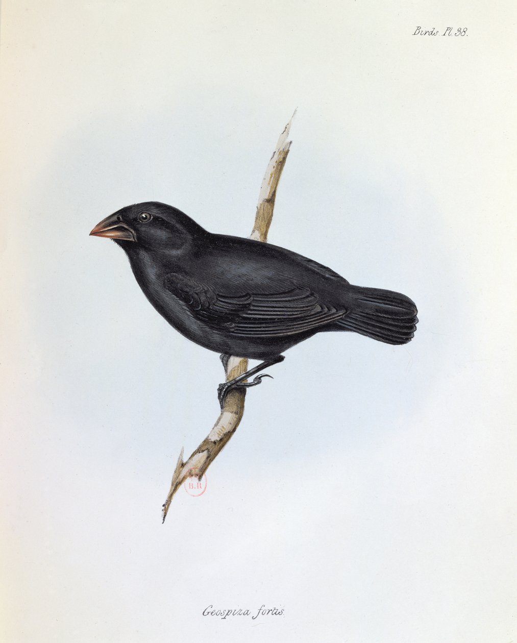 Geospiza Fortis, illusztráció a The Zoology of the Voyage of H.M.S. Beagle, 1832-36, Charles Darwin (1809-92), 1840 alkotó: English School