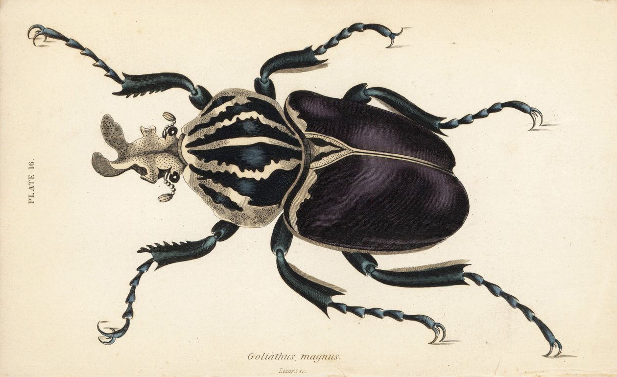 Góliátbogár, Goliathus goliatus (Goliathus magnus) alkotó: English School