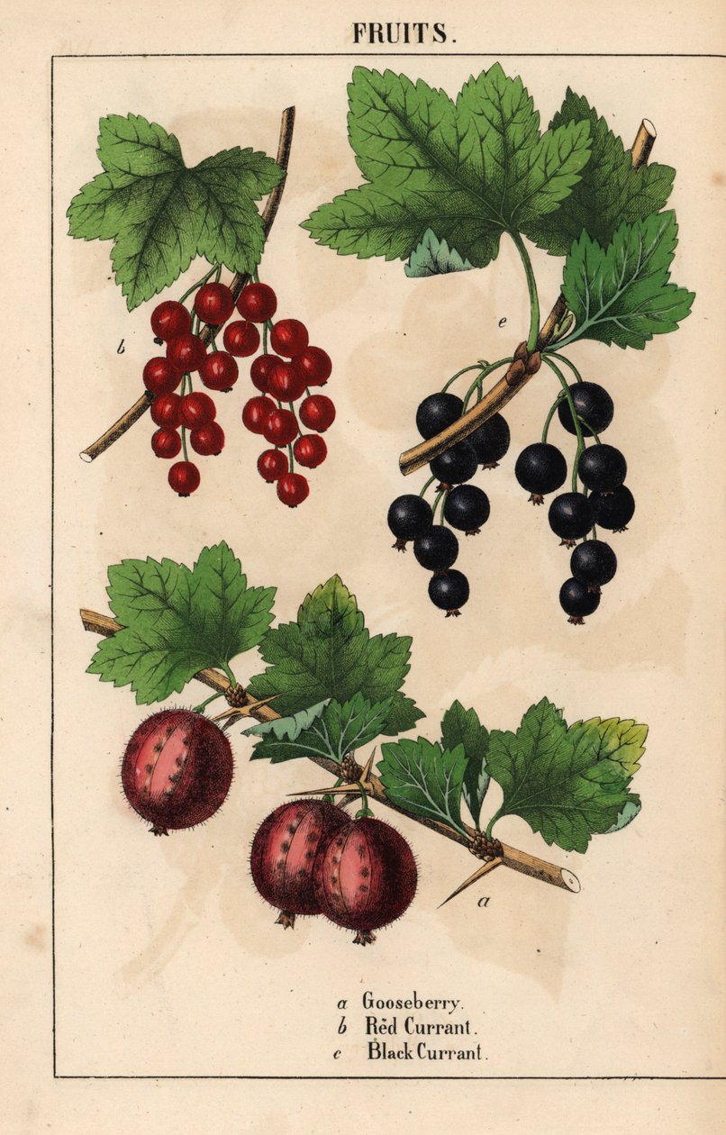 Egres, ribizli és feketeribizli gyümölcsök   , a "The Instructive Picturebook, or Lessons from the Vegetable World", [Charlotte Mary Yonge], Edinburgh alkotó: English School