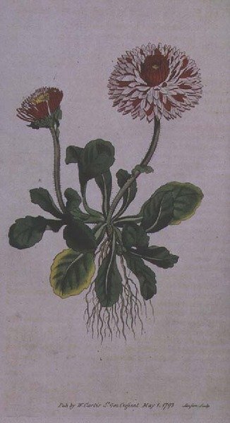 Nagy dupla százszorszép (Bellis perennis var. major flore pleno), 228. tábla William Curtis "The Botanical Magazine" (vagy "Flower Garden Displayed") című művéből, metszette: F. Sansom, pub. 1793-94 alkotó: English School