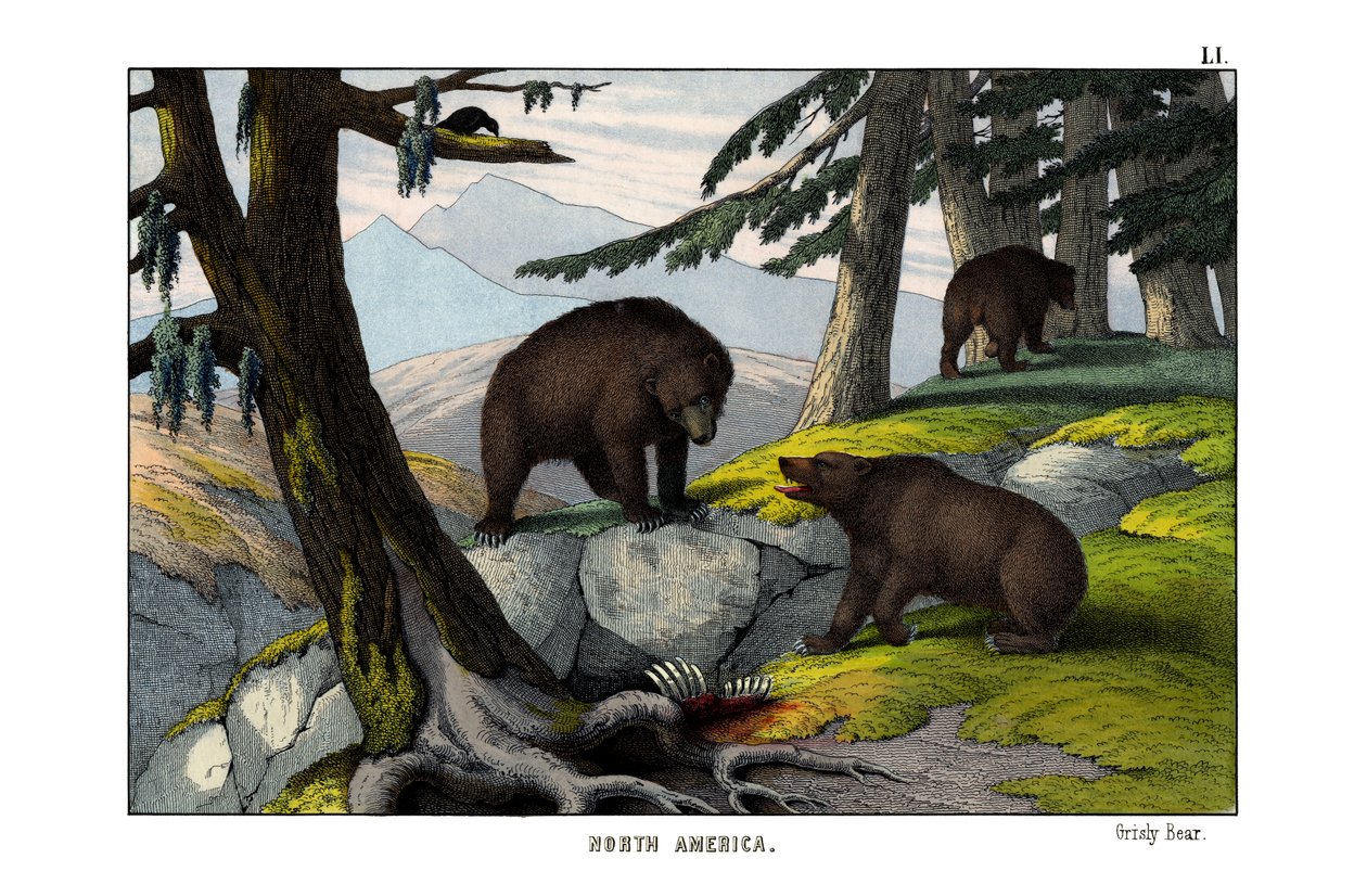 Grizzly medve alkotó: English School
