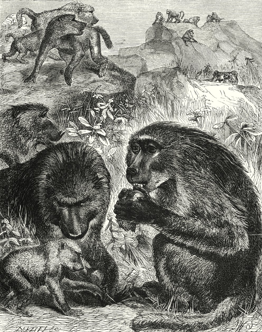 Chacmas csoport (metszet) alkotó: English School