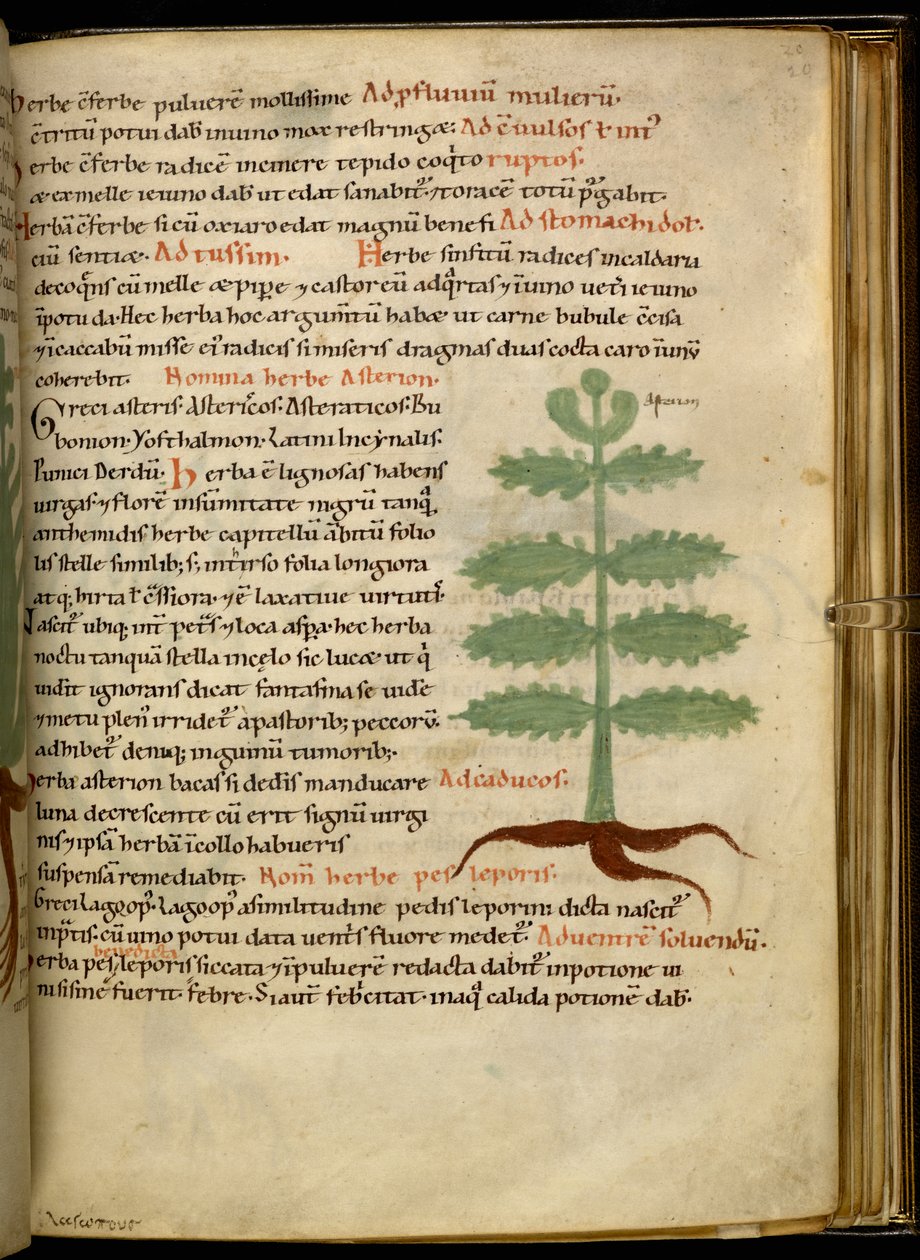 Harley 4986 fol.20 The Herb Asterion (vellum) alkotó: English School