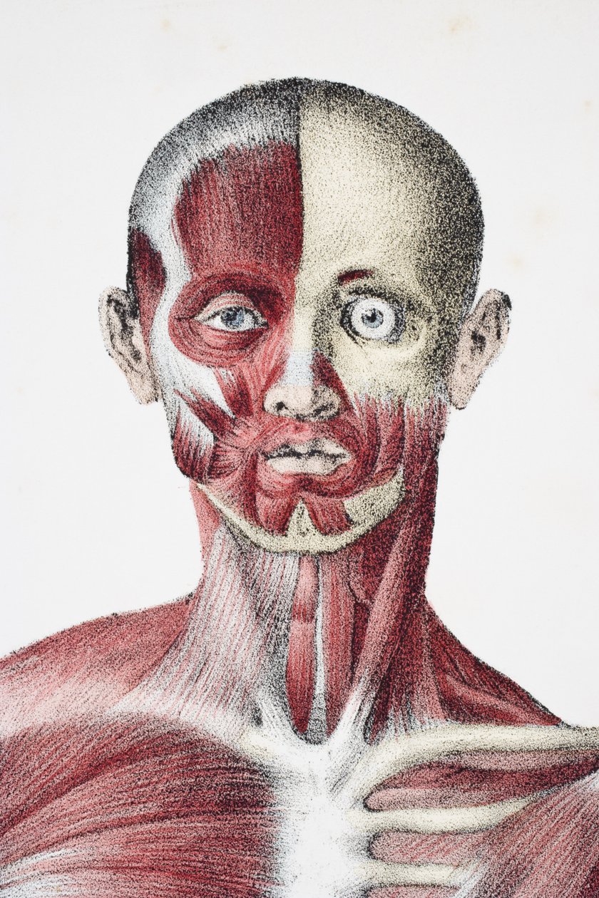 A férfi emberi test feje és vállai izmokkal és csontokkal, az emberi test hajóiból, Jones Quain és William Wilson szerkesztésében, Taylor and Watson, London 1837-ben. alkotó: English School
