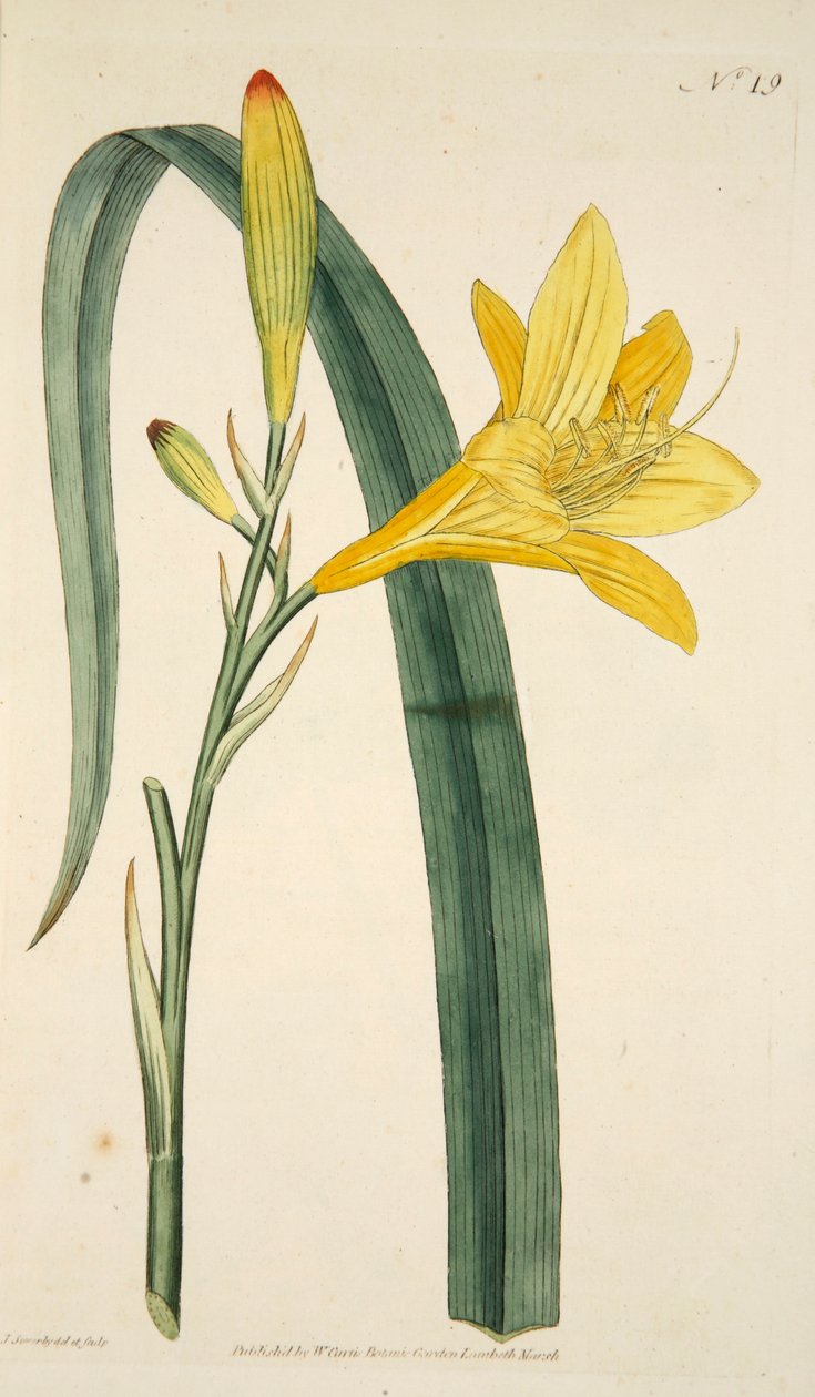 Hemerocallis Flava Yellow Day Lily, pub. 1796-os kézzel színezett metszet. alkotó: English School