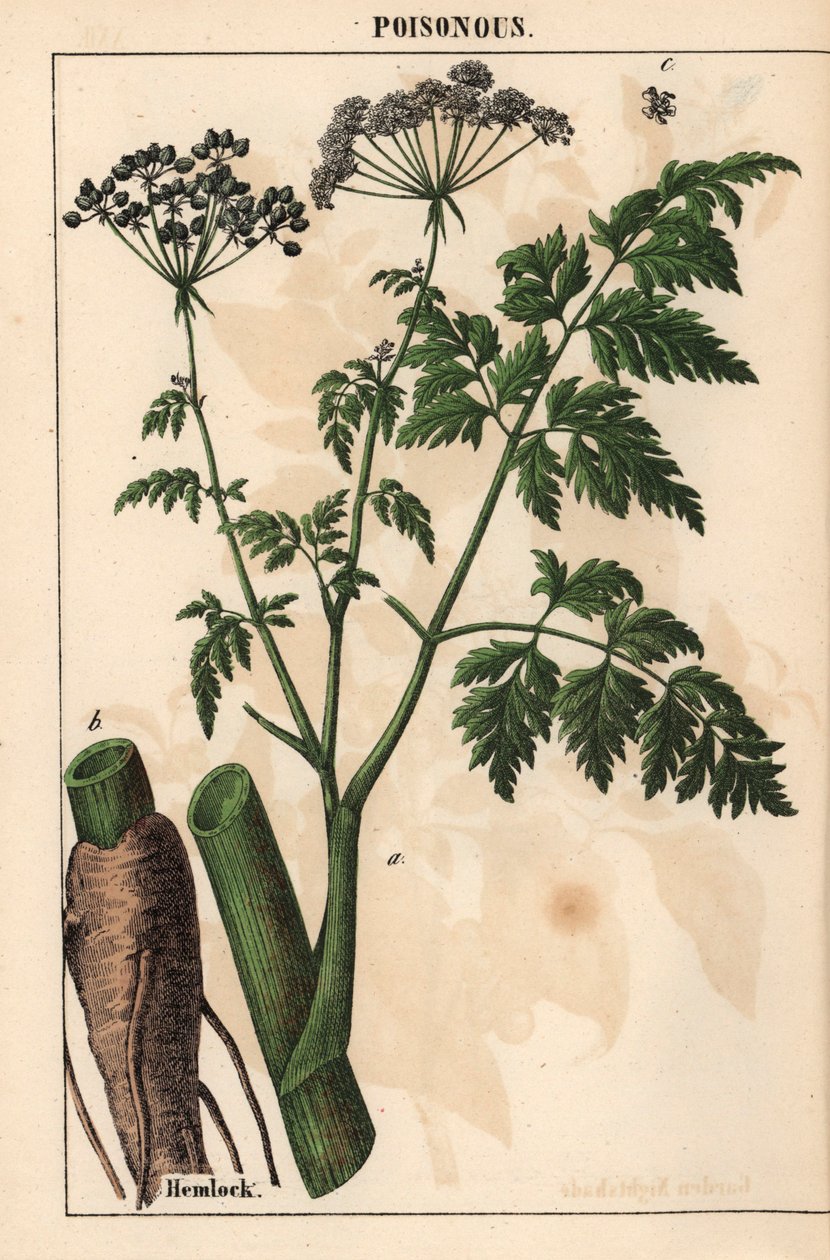 Bürök vagy Conium maculatum   , a "The Instructive Picturebook, or Lessons from the Vegetable World", [Charlotte Mary Yonge], Edinburgh alkotó: English School
