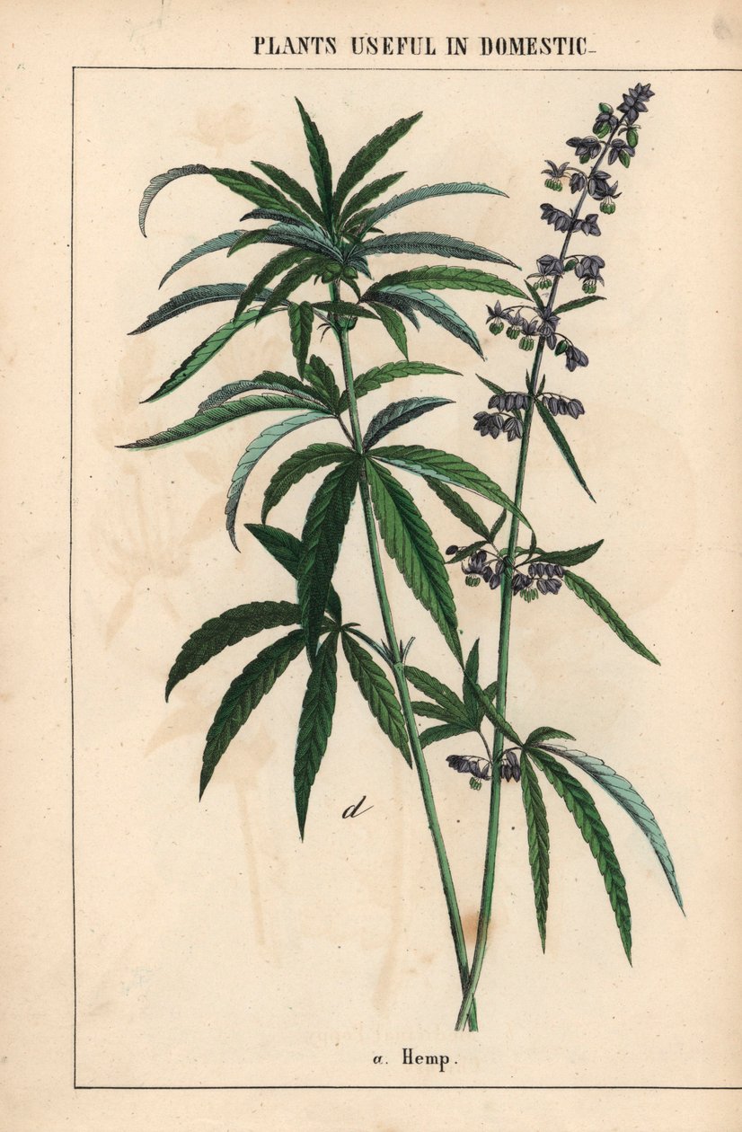 Kender kék virágokkal  , a "The Instructive Picturebook, or Lessons from the Vegetable World", [Charlotte Mary Yonge], Edinburgh alkotó: English School