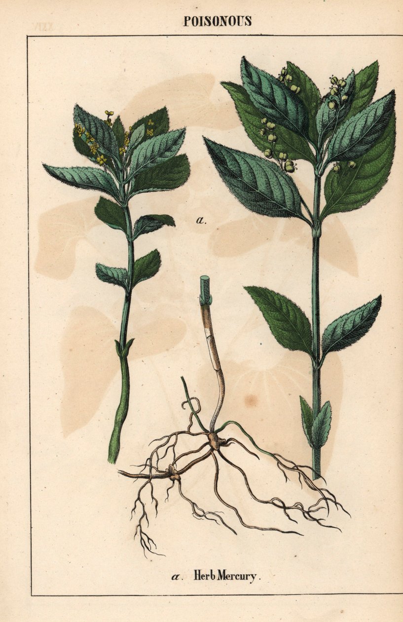 Gyógynövény higany   , a "The Instructive Picturebook, or Lessons from the Vegetable World", [Charlotte Mary Yonge], Edinburgh alkotó: English School