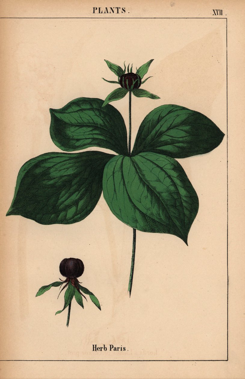 Herb Paris   , a "The Instructive Picturebook, or Lessons from the Vegetable World", [Charlotte Mary Yonge], Edinburgh alkotó: English School