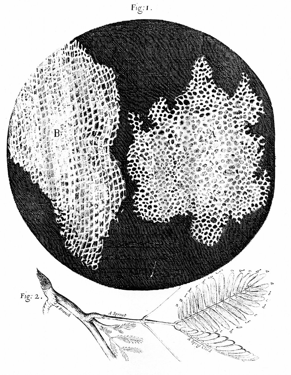 Hooke megfigyelései a parafa sejtes szerkezetéről (1. ábra) és az Érzékeny (Sensitive) növény ága (2. ábra) 1665 (metszet) alkotó: English School