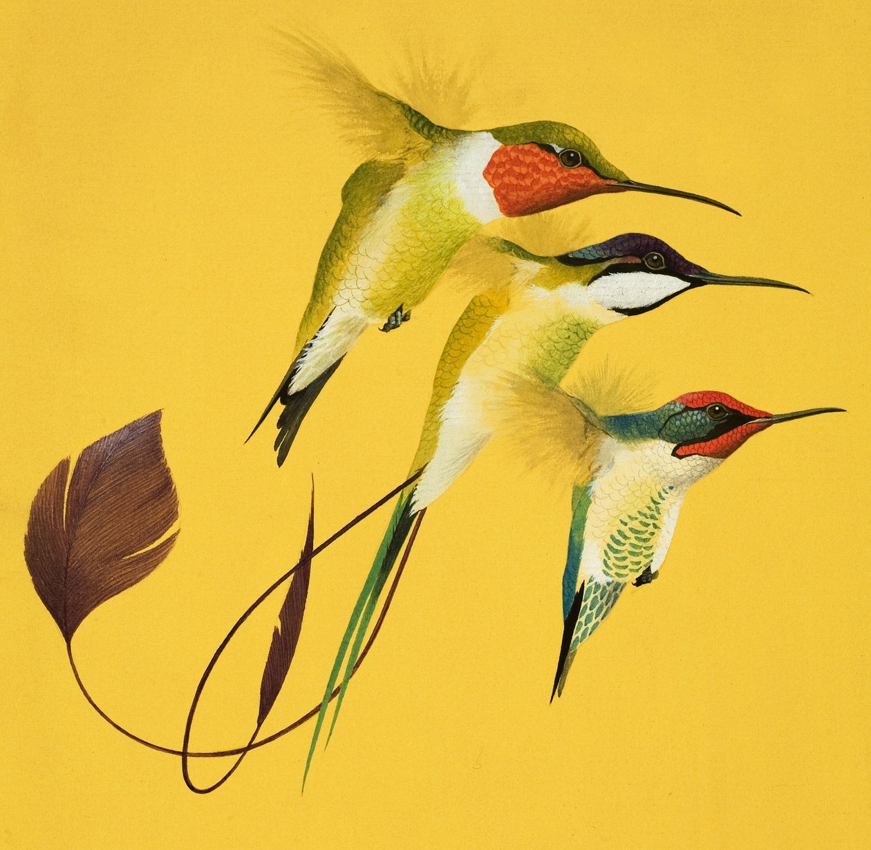Kolibri madarak (gouache, papír) alkotó: English School