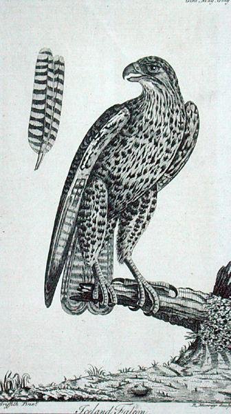 Izlandi sólyom (Falcon Rusticolus), a "The Gentleman