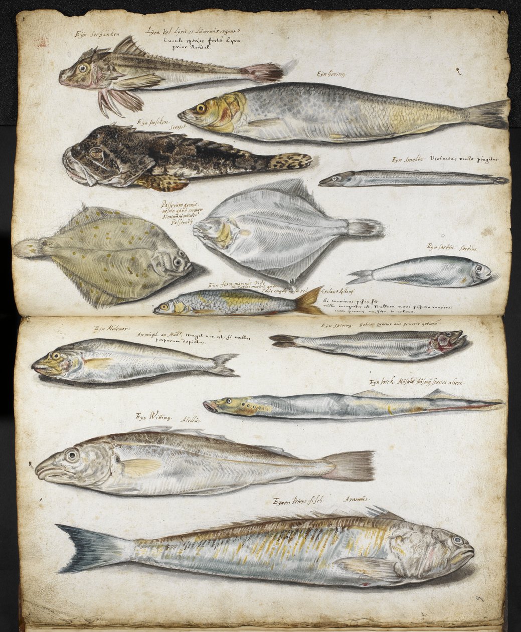 Illusztrációk a De Historia Pisciumhoz, John Ray, 1686 körül (akvarell papíron) alkotó: English School