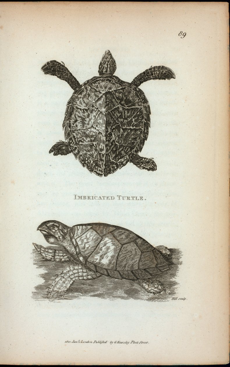 Imbricated Turtle, George Shaw „Zoológiai előadásai a királyi intézményben 1806-ban és 1807-ben” alkotó: English School