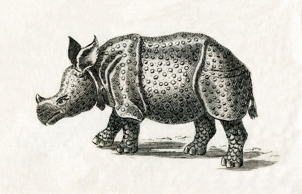 Indiai orrszarvú, vagy nagyobb egyszarvú orrszarvú, Rhinoceros unicornis, egy 18. századi nyomatból (metszet) alkotó: English School