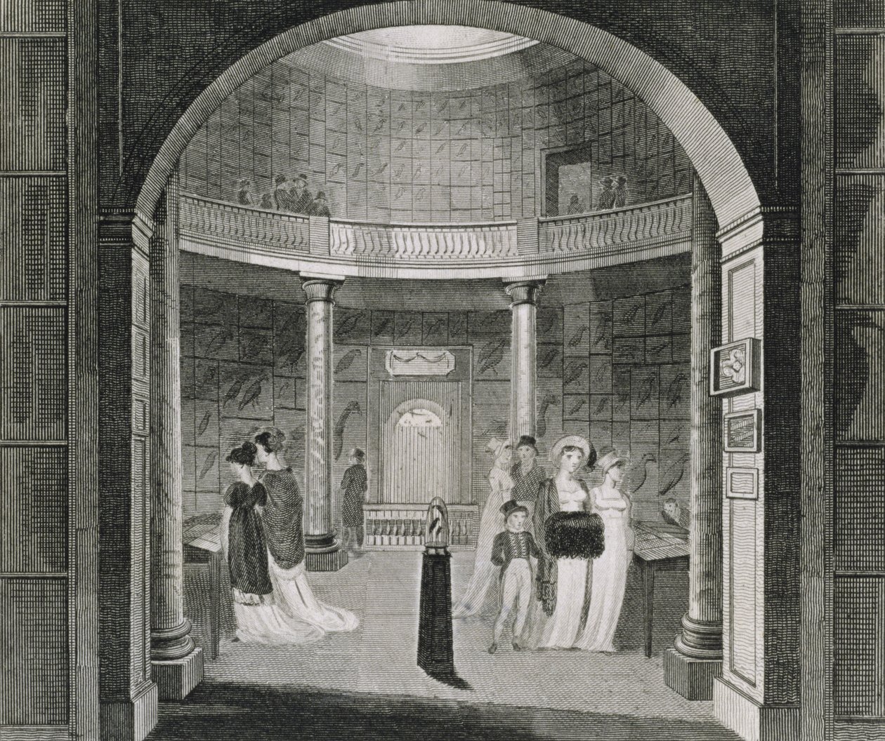 A Leverian Múzeum belső képe, 1806 alkotó: English School
