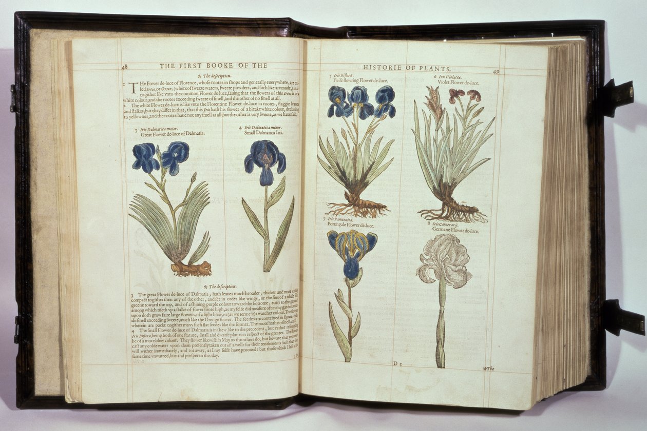 Iris (Flowers de-luce), hat fajta John Gerard „A növények történetének első könyvéből”, 1597-ben megjelent alkotó: English School