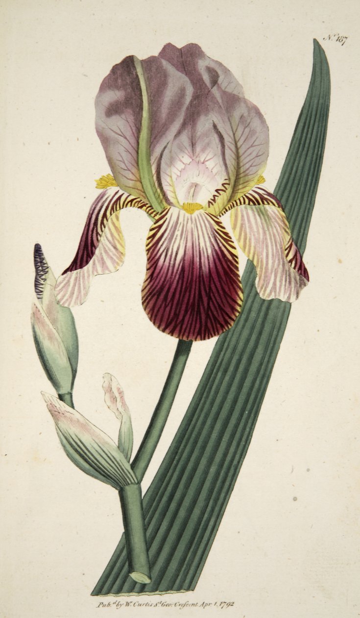 Iris Sambucina (Elder Scented Iris), a The Botanical Magazine vagy a Flower Garden Megjelenítve, pub. 1792 (kézzel színezett metszet) alkotó: English School